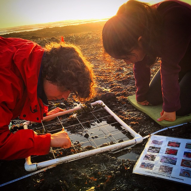 limpets